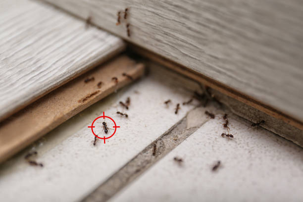 Best Spider Control Near Me  in Bay Park, NY