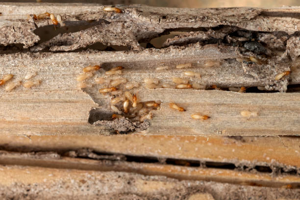 Best Termite Control Services  in Bay Park, NY